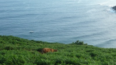 une vache au bord de l'eau